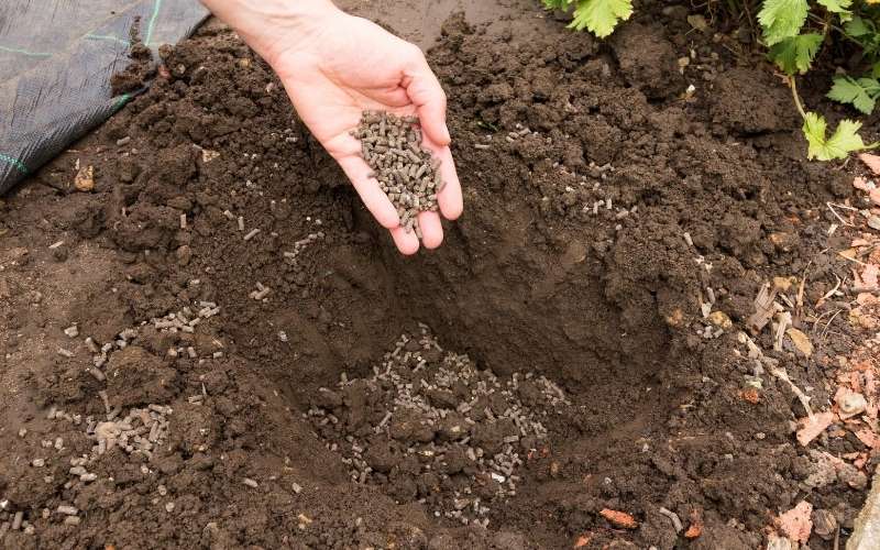 adding manure to soil