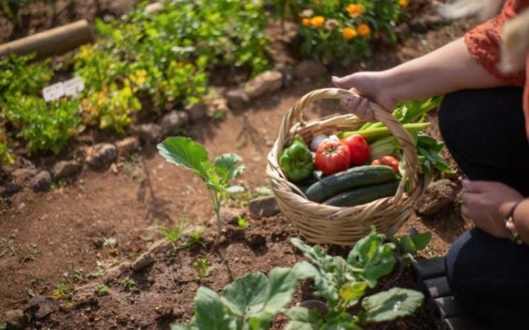 11 Essential Steps To Start A Garden Successfully