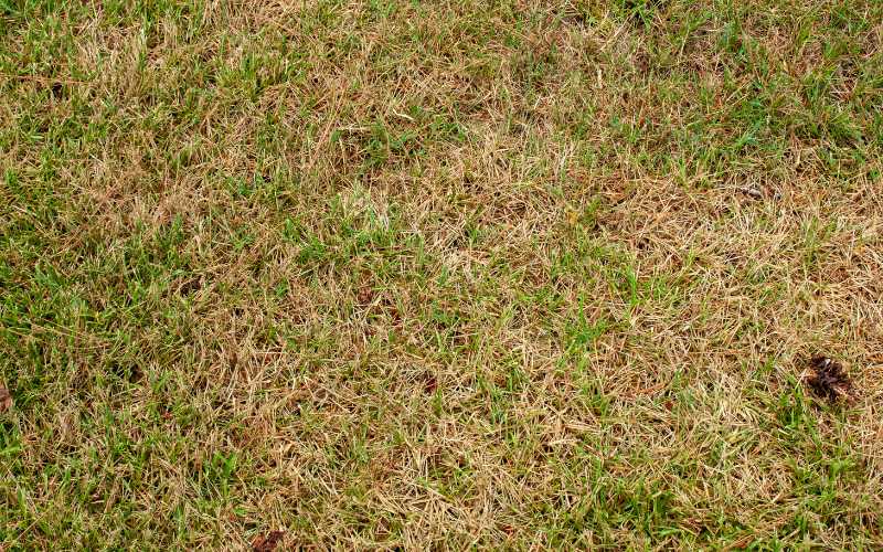 signs your lawn needs dethatching