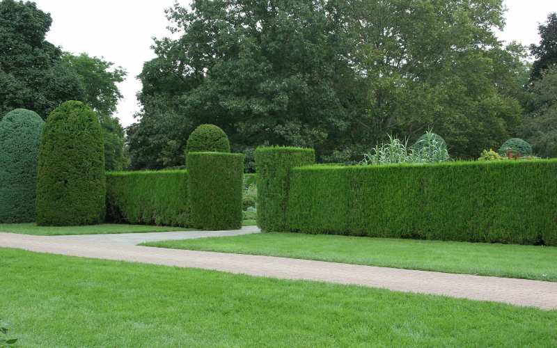 beautifully trimmed tall hedges